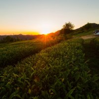 Чайные плантации в Лоо :: Сергей Титов