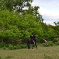 Всадник,на вороном коне. :: Андрей Хлопонин