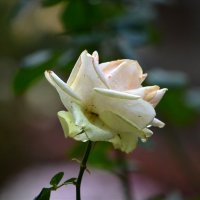 Ливадийские розы ноября :: Татьяна Тюменка