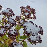 Цветы на снегу и под снегом :: Светлана 