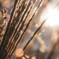 Осенняя трава :: Марина Райх