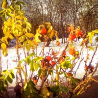 В первый день зимы :: Сергей Кочнев