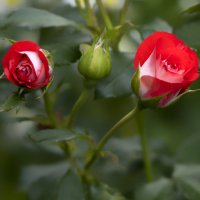 розы :: Zinovi Seniak