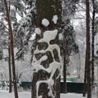 Рисунки на деревьях :: Вера Щукина