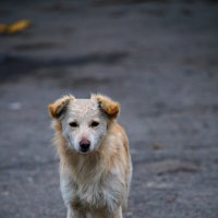 Найденыш :: M Marikfoto