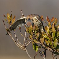 пять мгновений из жизни маленького хищника :: Petr @+