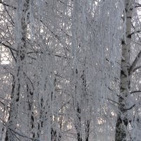 Деревья в снегу :: Ольга 