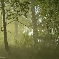 В тумане тают очертания... :: Василий Колобзаров