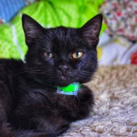 Черный котенок :: Наталья Светлова