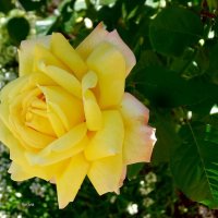 Желтая осенняя роза :: Натала ***