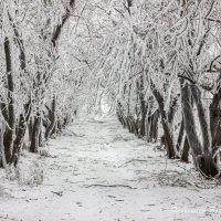 Зима пришла :: Александр Богатырёв