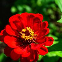 Красный цветок :: Наталья Светлова