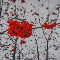 Зимние ягоды рябины :: Андрей Аксенов