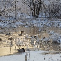 Городские утки :: Александр Синдерёв