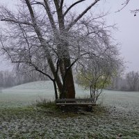 Ветки вытянули  зимние деревья… Танэда Сантоки (Масаити) :: Galina Dzubina