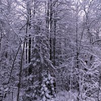 Зимний лес :: Юлия Погодина
