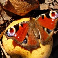 осенние бабочки 8 :: Александр Прокудин