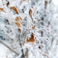 Морозный иней на листьях :: Андрей Аксенов