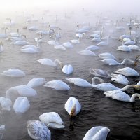 Белые птицы белой зимой :: Татьяна Лютаева
