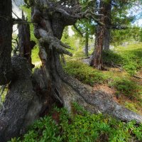 Дерево с богатым прошлым :: Nikolay Svetin