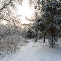 Зимний морозный пейзаж :: Александр Синдерёв
