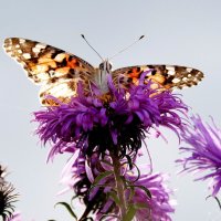осенние бабочки 19 :: Александр Прокудин