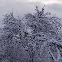 Яблони в снегу :: Антонина Гугаева