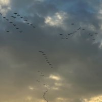Журавли летящие на закате :: Александр Деревяшкин