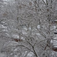 Снежно, но пасмурно :: Oleg4618 Шутченко