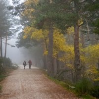 Осенний, туманный лес :: Валерий Т