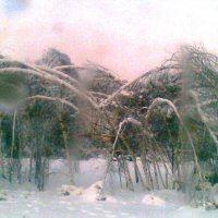 Последствие леденого дождя 2011-01 :: Сергей Тимоновский