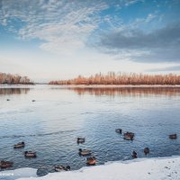 Утки и селезни на Енисее :: Андрей Аксенов