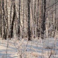 Зимний березовый лес... :: Вадим Басов
