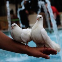 Любовь и голуби... :: Tatiana Markova