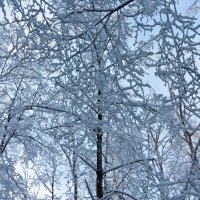 В зимнем лесу. :: Алексей Трухин