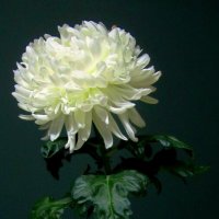 Белая хризантема в вазе :: Сергей Карачин