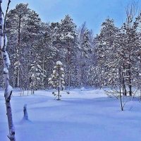 Сказка зимнего леса! :: Владимир 