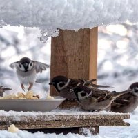 Немедленно покормите птиц :: Oleg Ustinov