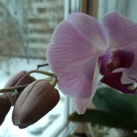 Орхидея на окне :: марина ковшова 