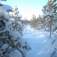Январь...Зимнее утро в лесу! :: Владимир 