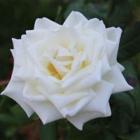 белая роза :: Любовь ***