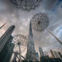 Dubai Dandelions At Cloudy Winter Day :: Fuseboy 