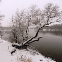 Дерево над зимней рекой :: Андрей Снегерёв