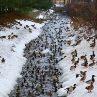 Зимовка уток в канале :: Танзиля Завьялова