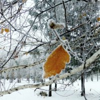 -Ветра не боюсь, до весны продержусь... :: Raduzka (Надежда Веркина)