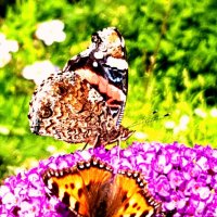 Бабочки любят Будлею в саду... :: ГЕНРИХ 