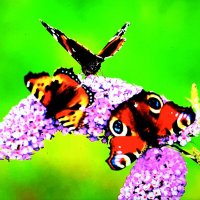 Бабочки любят будлею! :: ГЕНРИХ 