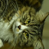 Кот ученый :: Nina Aleksandrova