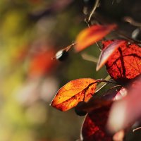 Из серии "Осенние листья" :: Olga Kaynova