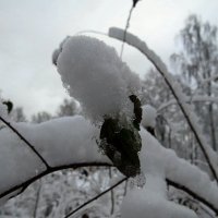 Снег-снежок! :: Вера Щукина